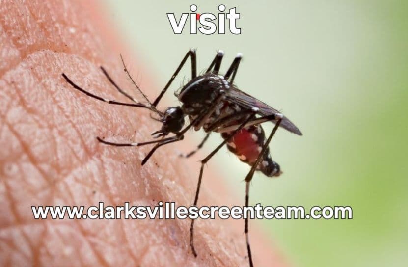 Gallery photos for Mosquito Season in Clarksville is No Joke - Here's the Fix: Image #3