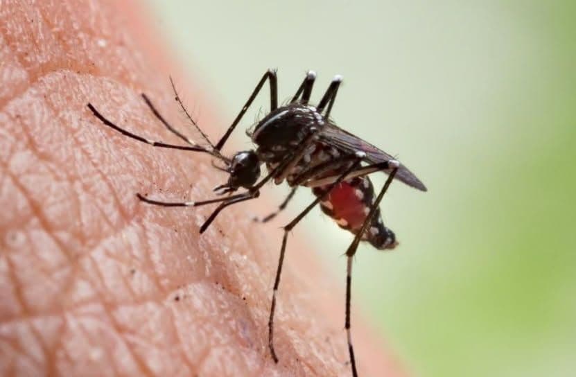 Effective Screens Combat Clarksville Mosquitoes